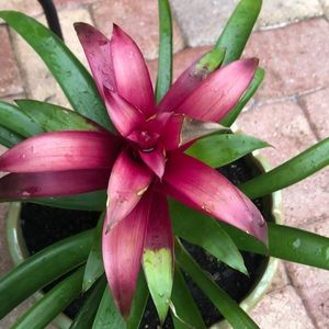 Meet your Posher, Ilenia